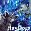 Haydogs