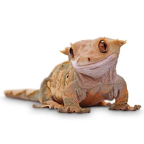 crested gecko.jpg