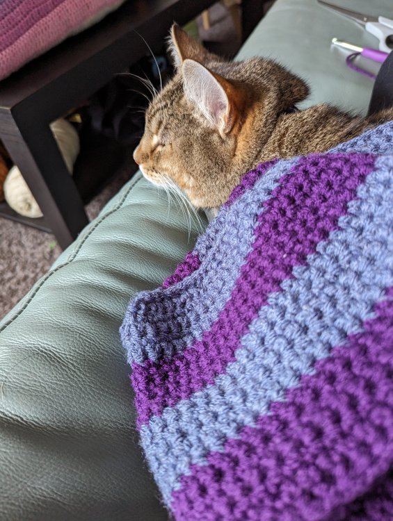 A picture of my cat resting under the ends of my blue and purple hoodie scarf